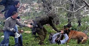 مركز يكشف عن تصدير  هولندا  كلابًا عسكرية تُستخدم بتعذيب الفلسطينيين