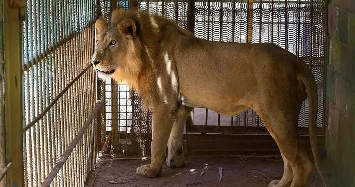 سيدة تفقد ذراعها بهجوم أسد داخل حديقة حيوان أسترالية