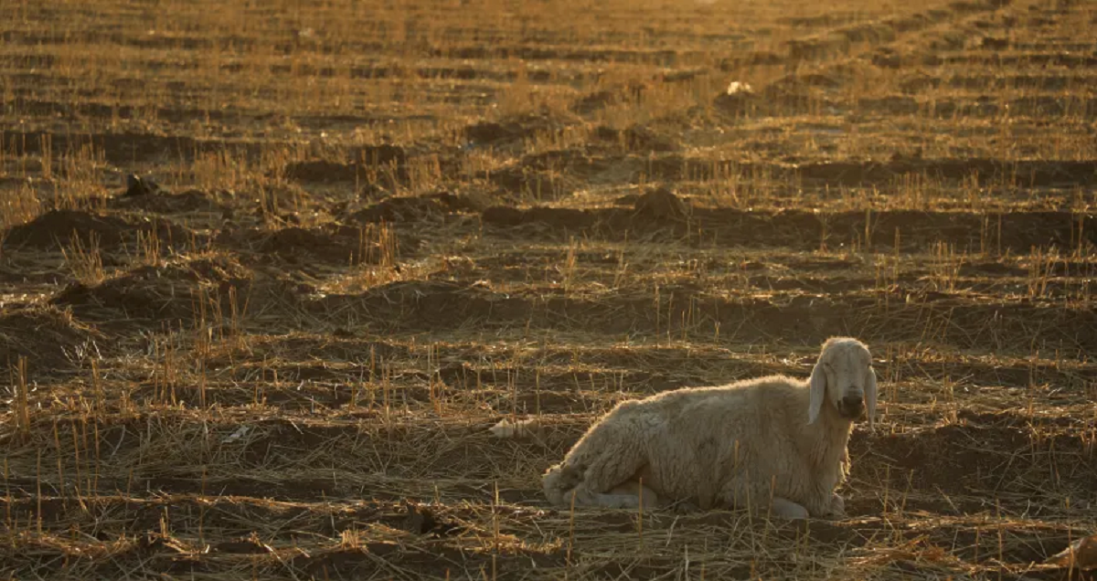 أسوأ جفاف منذ عقود ونقص القمح .. اختبار لقدرات الحكومة السورية