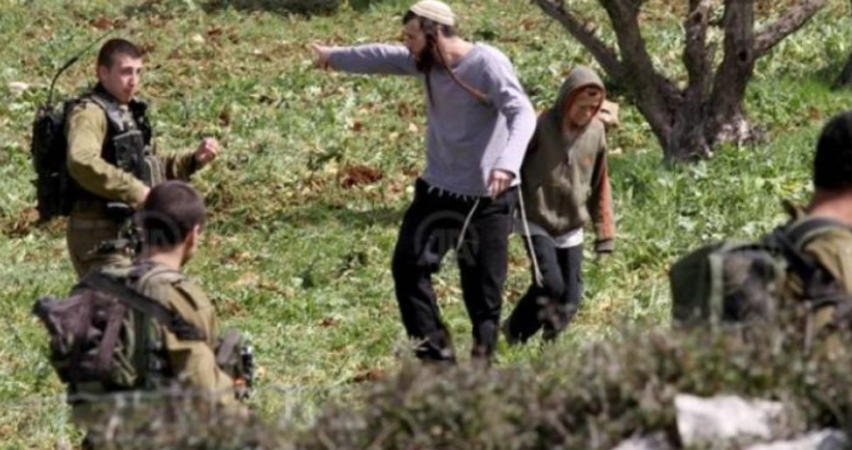 مستوطنون يسرقون 20 ناقة بمسافر يطا