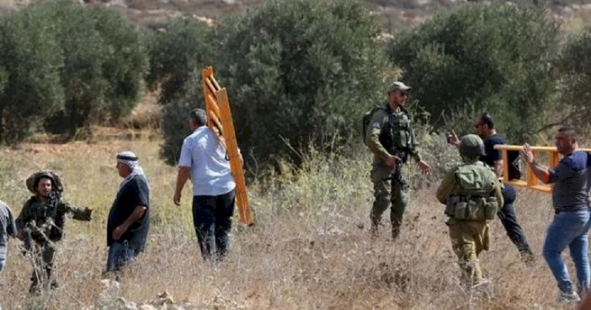 معهد أريج : الزيتون في فلسطين ... موسم تحت رهن الأوامر العسكرية