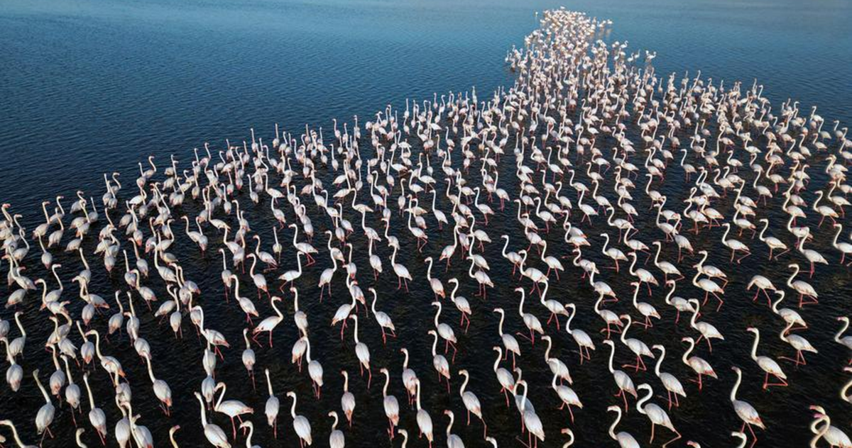  من فوهات البنادق إلى عدسات الكاميرات .. واحة الفيوم المصرية تتحول لملجأ آمن للطيور المهاجرة