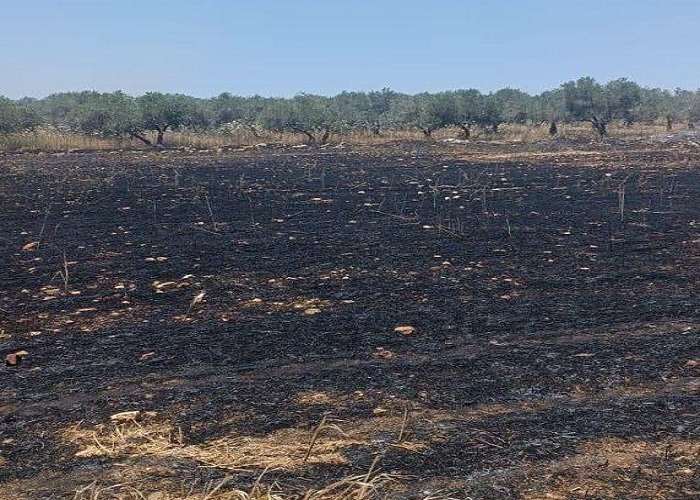 مستوطنون يحرقون 40 دونما مزروعة بالقمح في بلدة سبسطية
