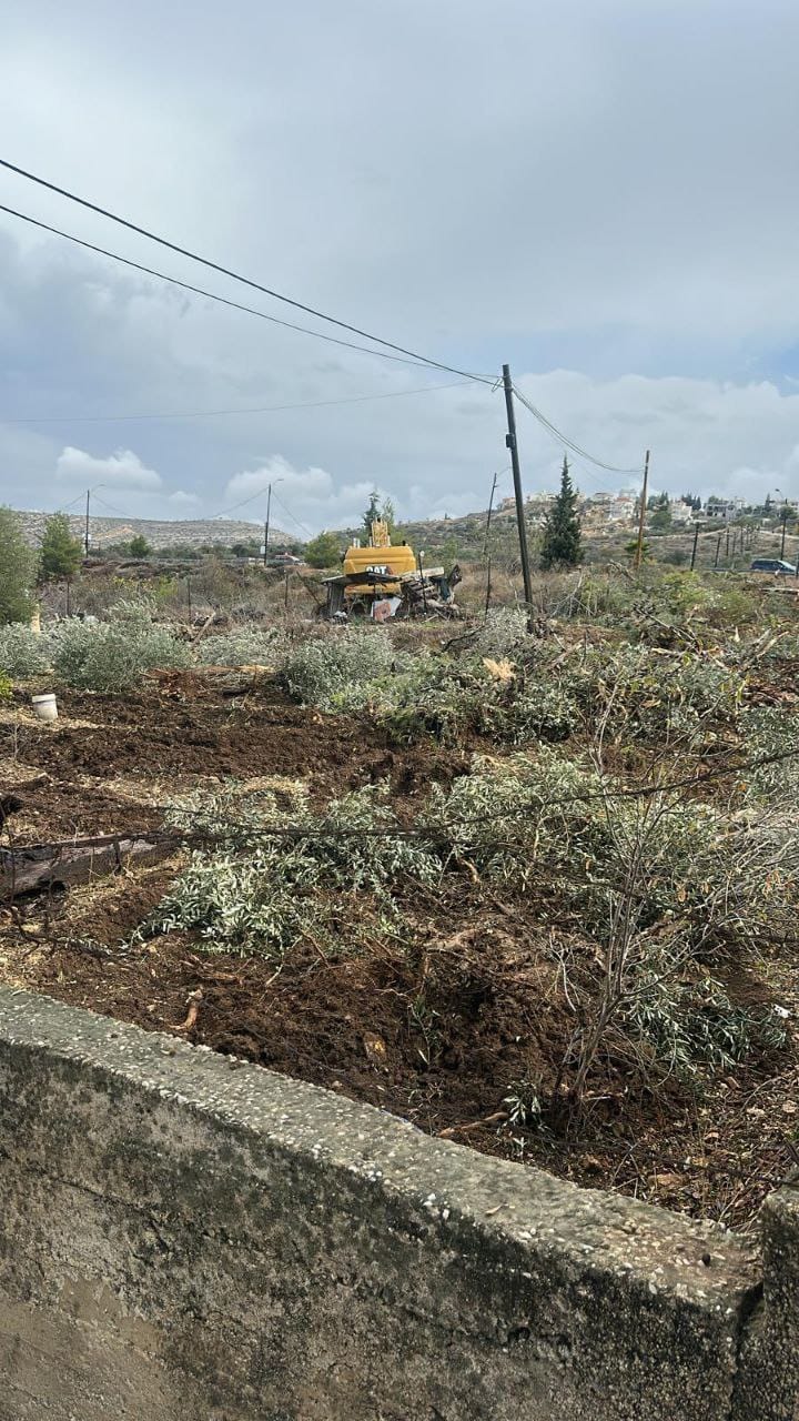 الاحتلال يقتلع عشرات أشجار الزيتون في بيت عور الفوقا 