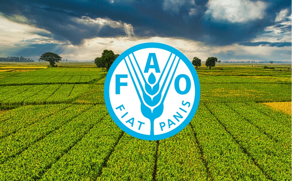 فاو: أسعار الغذاء العالمية تسجل أعلى مستوى في عامين خلال تموز