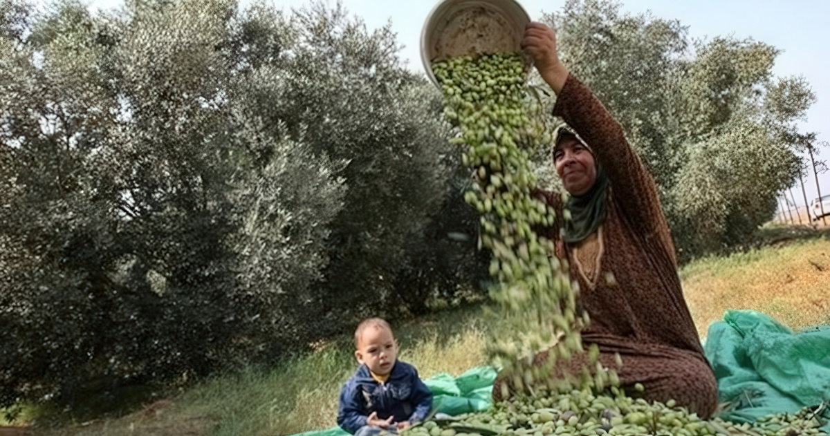 المنظمات الأهلية تطالب بحماية موسم الزيتون وإعادة الاعتبار للعمل التكاملي لمساندة المزارع