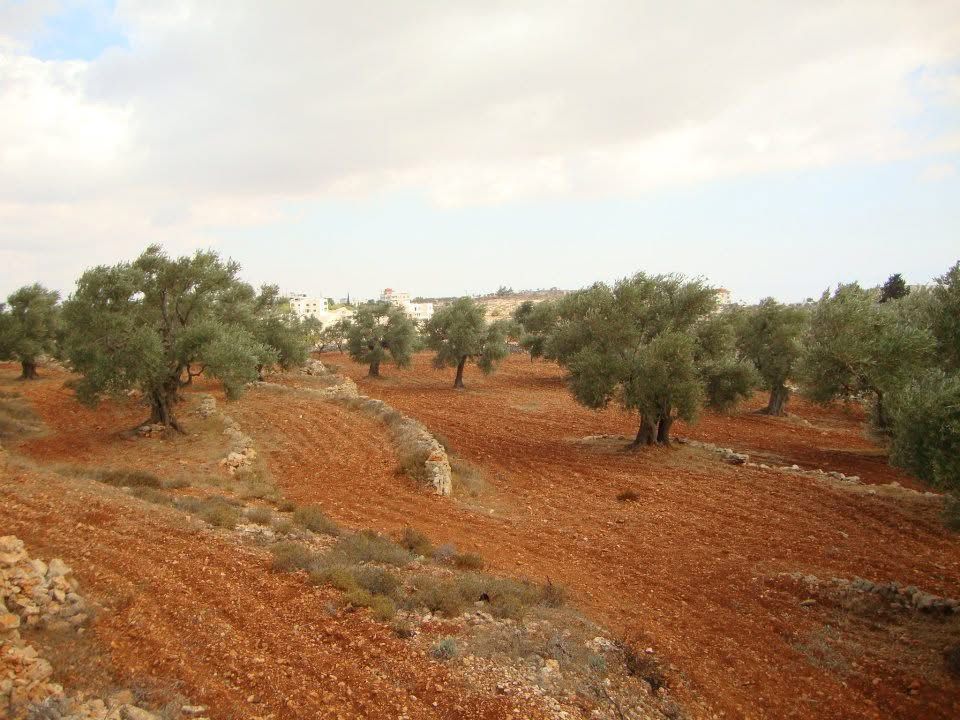 الاحتلال يقتلع أشجارا في كفر مالك على مساحة 35 دونما 