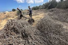 الأونروا: ارتفاع الأسعار بغزة جراء تدمير إسرائيل الأرض الزراعية