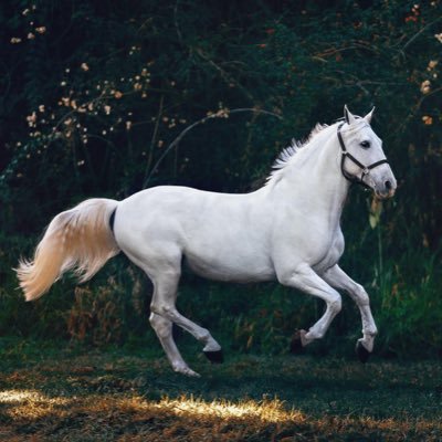 3 جياد مرشحة لتحطيم أفضل زمن في الشوط الرئيس لكأس دبي العالمي